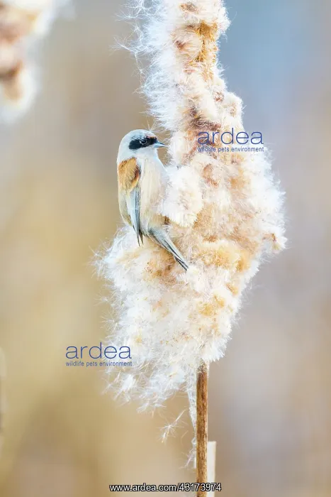 : Common Cattail : Common Cattail