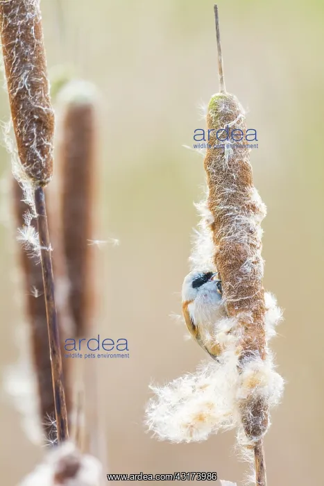 : Common Cattail