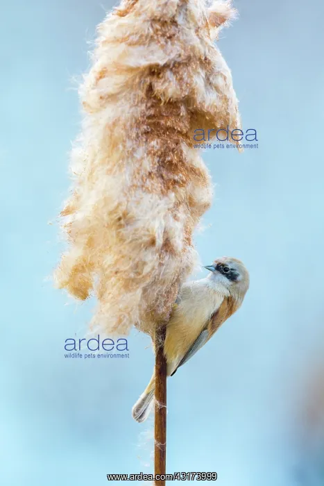 : Common Cattail : Common Cattail