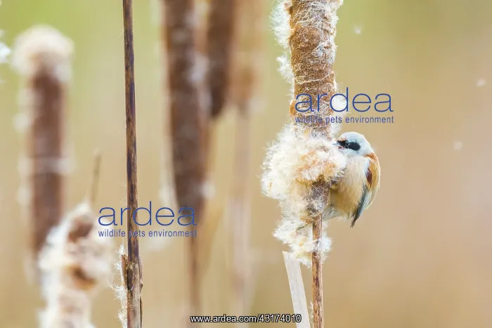: Common Cattail : Common Cattail