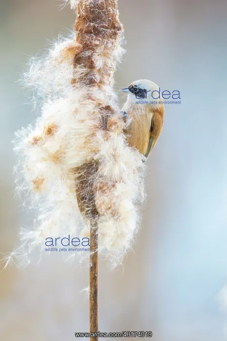  : Common Cattail