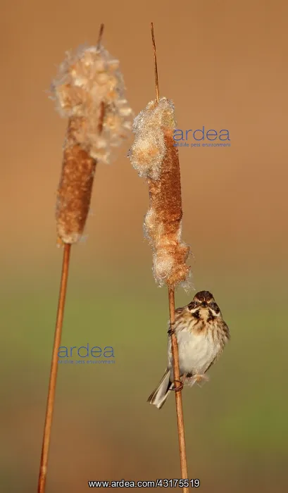 : Common Cattail : Common Cattail