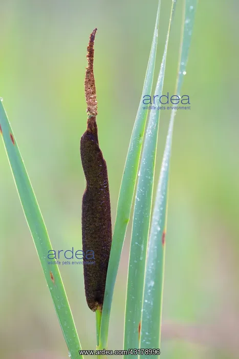 : Common Cattail : Common Cattail