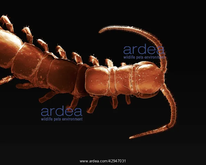 : Common Centipede : Common Centipede