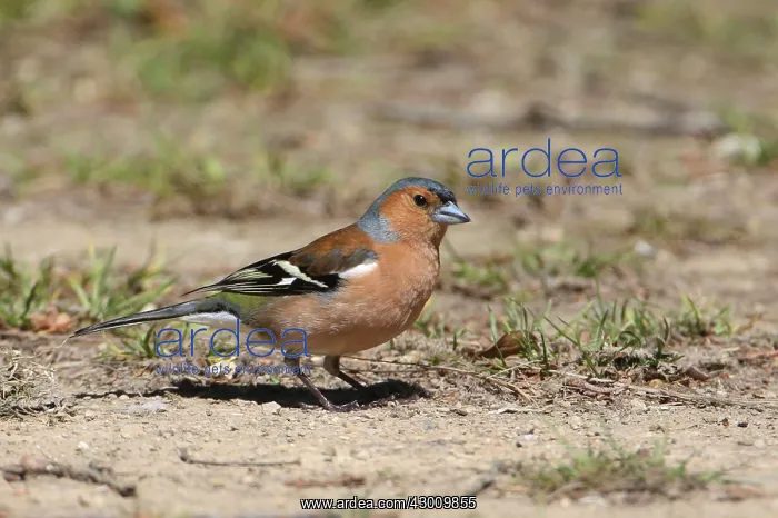 : Common Chaffinch : Common Chaffinch