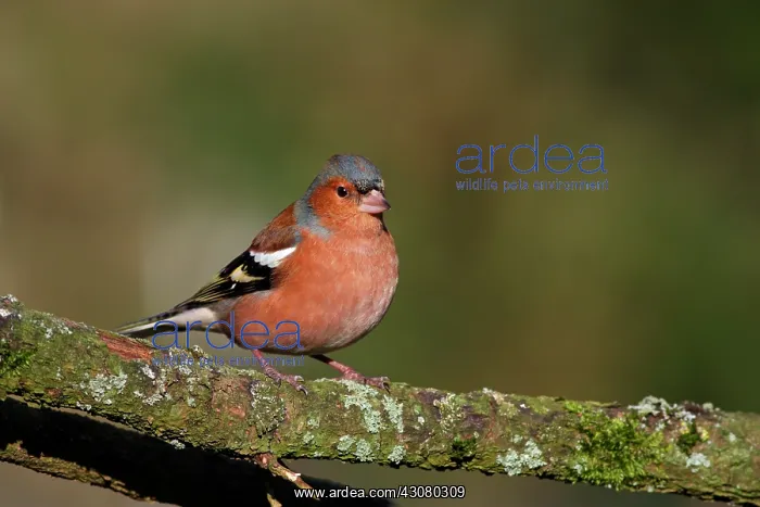 : Common Chaffinch : Common Chaffinch