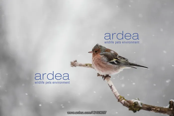 : Common Chaffinch : Common Chaffinch