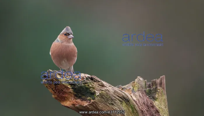 : Common Chaffinch : Common Chaffinch