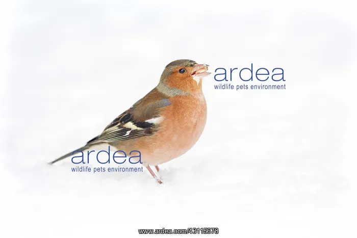 : Common Chaffinch : Common Chaffinch