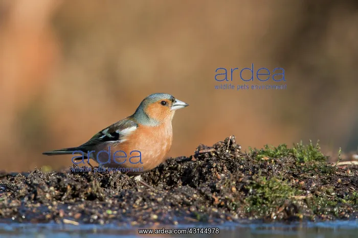 : Common Chaffinch : Common Chaffinch