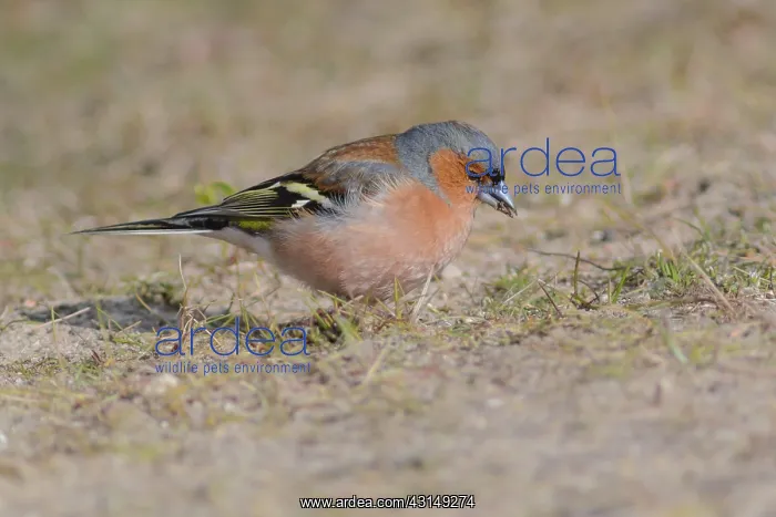  : Common Chaffinch
