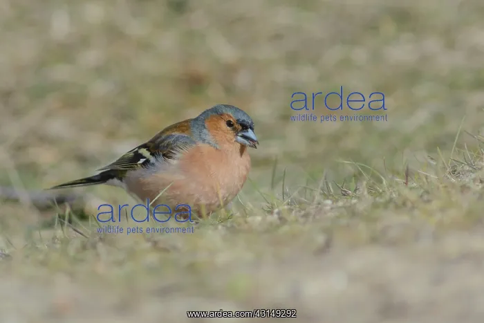 : Common Chaffinch : Common Chaffinch