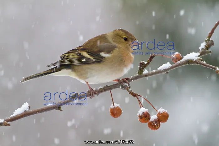: Common Chaffinch : Common Chaffinch