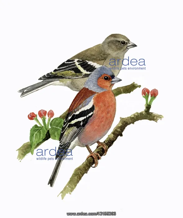: Common Chaffinch : Common Chaffinch