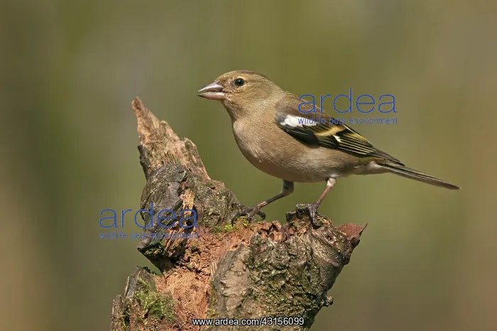 : Common Chaffinch : Common Chaffinch