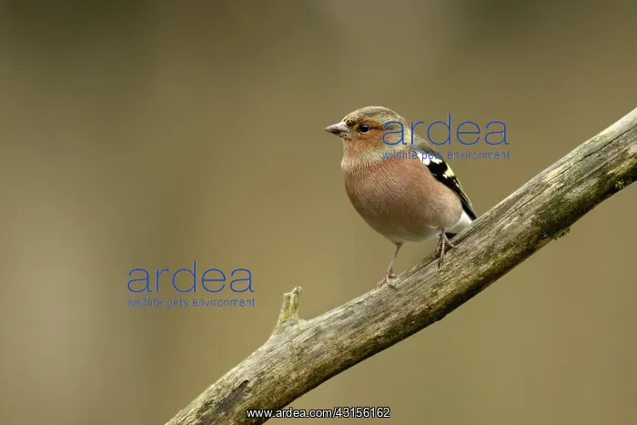 : Common Chaffinch : Common Chaffinch