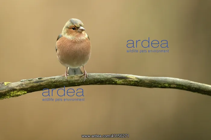 : Common Chaffinch : Common Chaffinch