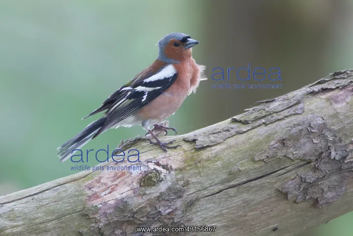 : Common Chaffinch : Common Chaffinch