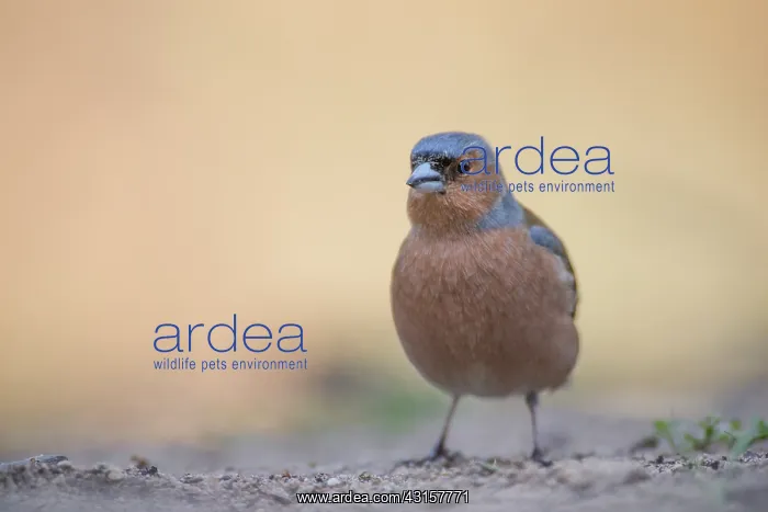 : Common Chaffinch : Common Chaffinch