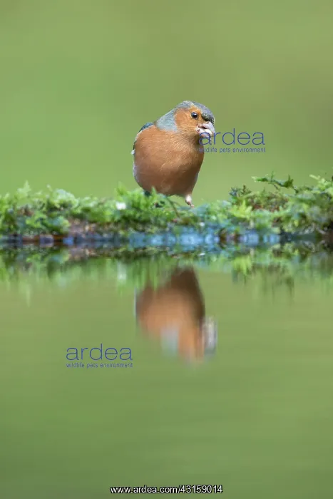  : Common Chaffinch