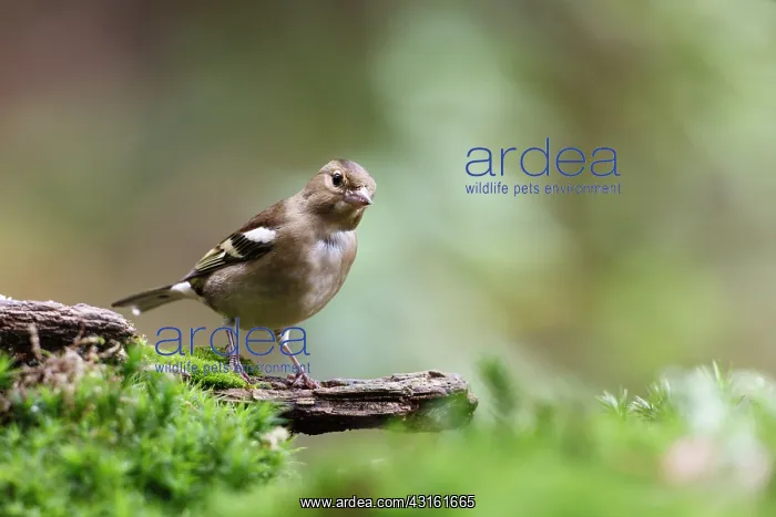 : Common Chaffinch : Common Chaffinch