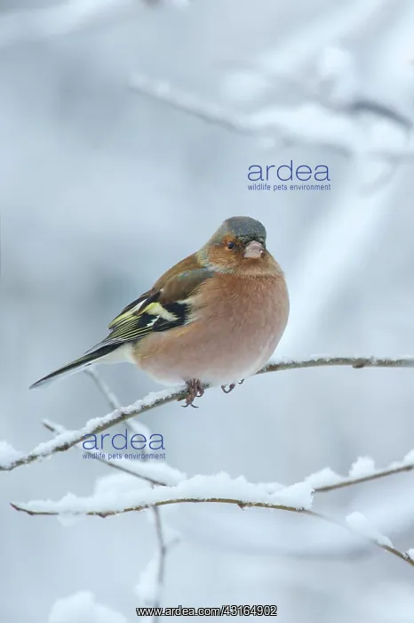 : Common Chaffinch : Common Chaffinch