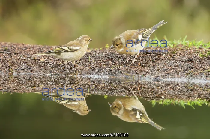  : Common Chaffinch