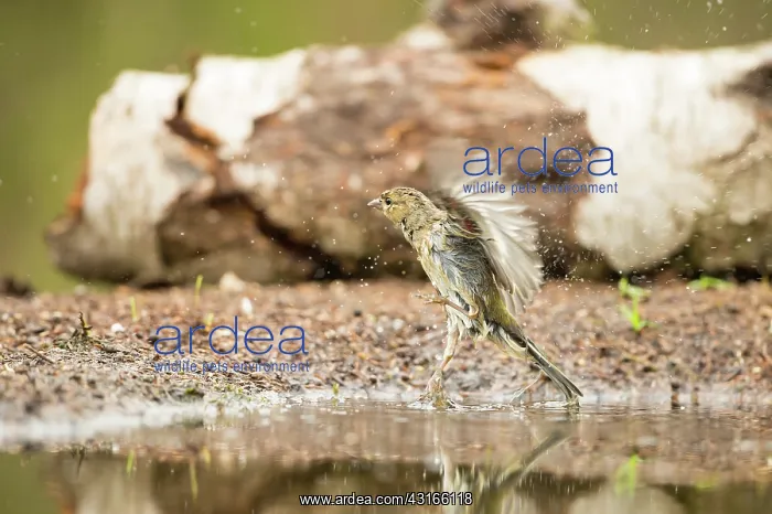  : Common Chaffinch