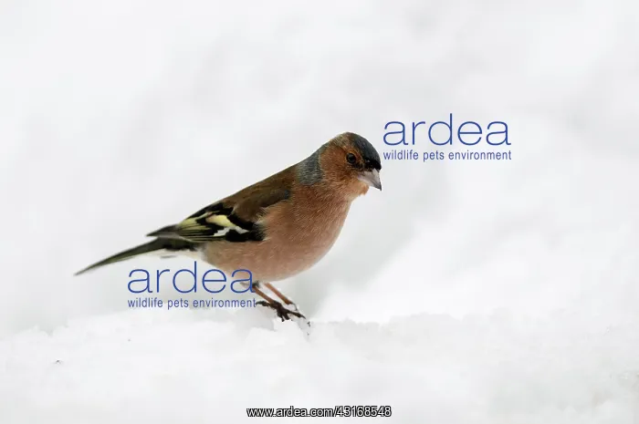  : Common Chaffinch