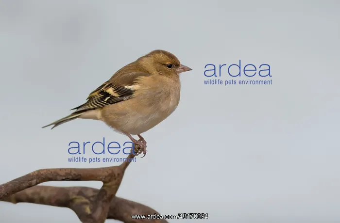 : Common Chaffinch : Common Chaffinch