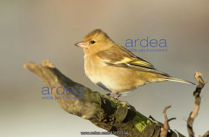 : Common Chaffinch : Common Chaffinch