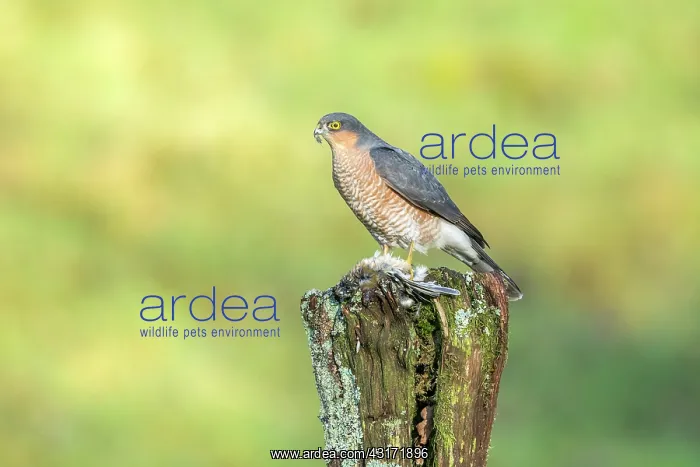 : Common Chaffinch : Common Chaffinch