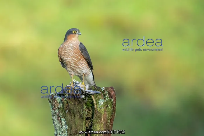 : Common Chaffinch : Common Chaffinch