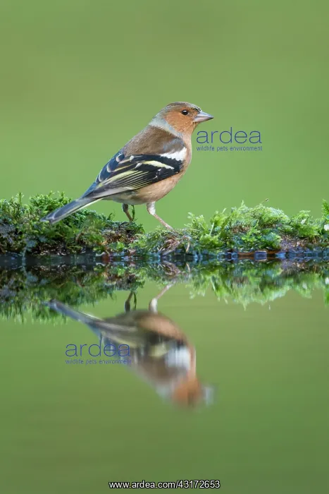 : Common Chaffinch : Common Chaffinch