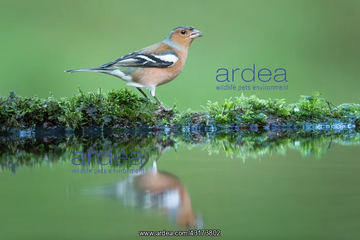  : Common Chaffinch