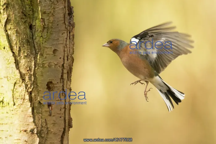  : Common Chaffinch