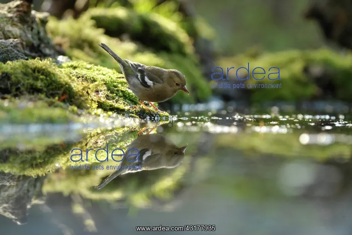 : Common Chaffinch : Common Chaffinch