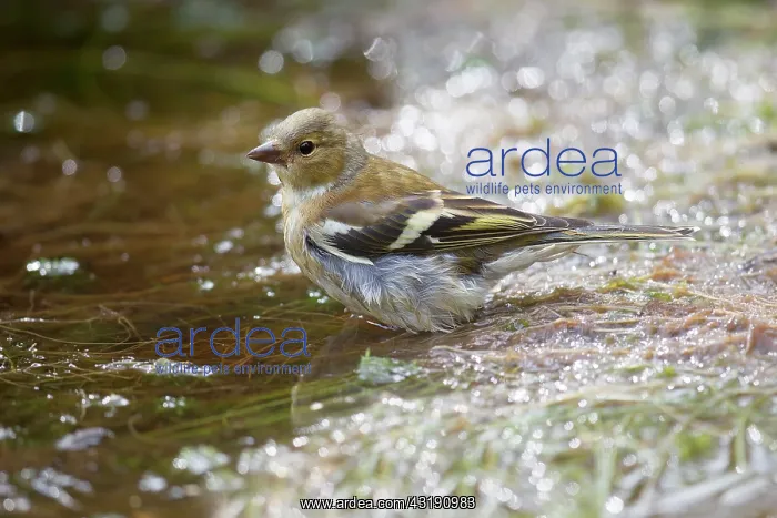 : Common Chaffinch : Common Chaffinch
