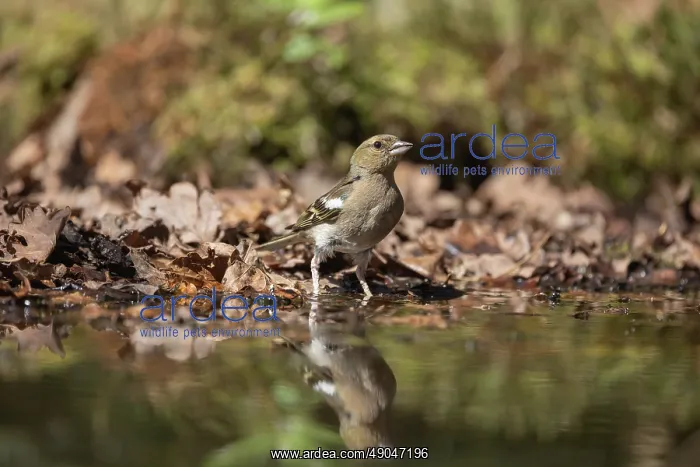 : COMMON CHAFFINCH : COMMON CHAFFINCH