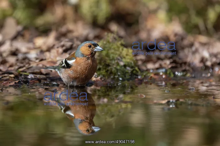 : COMMON CHAFFINCH : COMMON CHAFFINCH