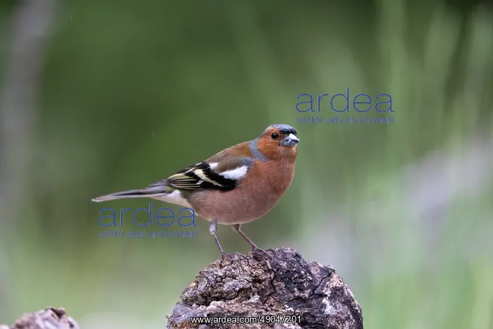 : COMMON CHAFFINCH : COMMON CHAFFINCH