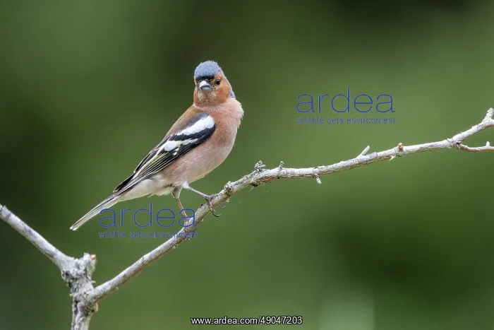 : COMMON CHAFFINCH : COMMON CHAFFINCH