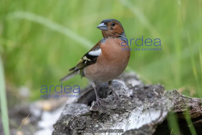 : COMMON CHAFFINCH : COMMON CHAFFINCH
