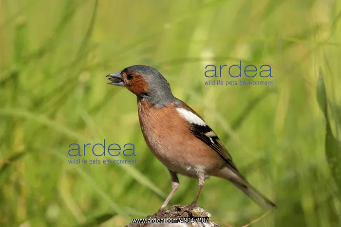 : COMMON CHAFFINCH : COMMON CHAFFINCH