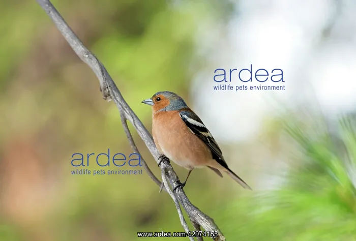 : Common Chaffinch - adult male - territorial behaviour : Common Chaffinch - adult male - territorial behaviour