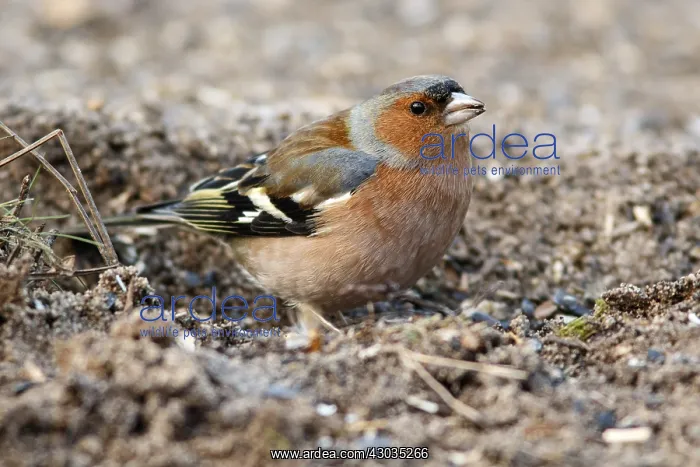 : Common Chaffinch - feeding on field floor - Castilla : Common Chaffinch - feeding on field floor - Castilla