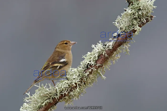 : Common Chaffinch female : Common Chaffinch female