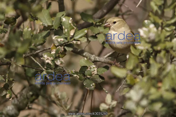: Common Chaffinch - female perched on a branch : Common Chaffinch - female perched on a branch