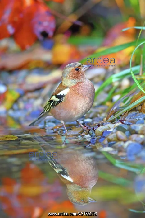 : Common chaffinch (Fringilla coelebs), male reflected : Common chaffinch (Fringilla coelebs), male reflected