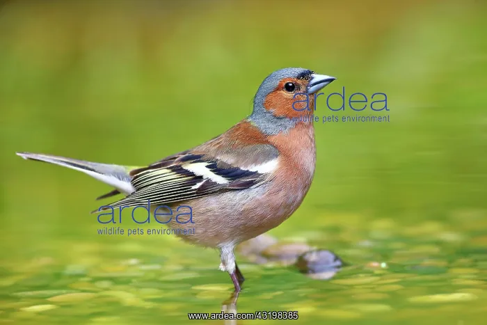 : Common chaffinch (Fringilla coelebs), male standing : Common chaffinch (Fringilla coelebs), male standing